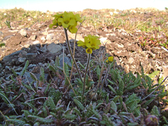 Draba pohlei