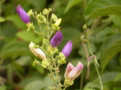 Amphilophium paniculatum