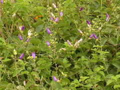 Amphilophium paniculatum