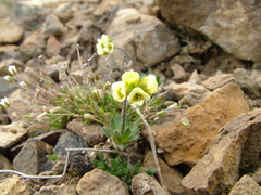 Draba pohlei