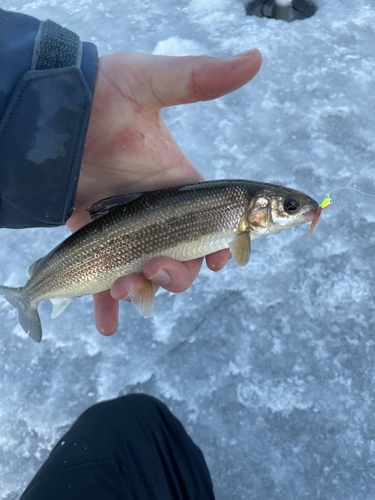 Grayling (Prosopium williamsoni) — Salmonidae