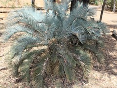 Cycas cairnsiana