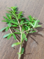 Peperomia galioides