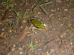 Lithobates palmipes