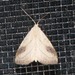 Spotted Grass Moth - Photo (c) Erika Mitchell, some rights reserved (CC BY-NC), uploaded by Erika Mitchell