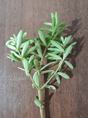 Peperomia galioides