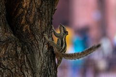 Funambulus pennantii