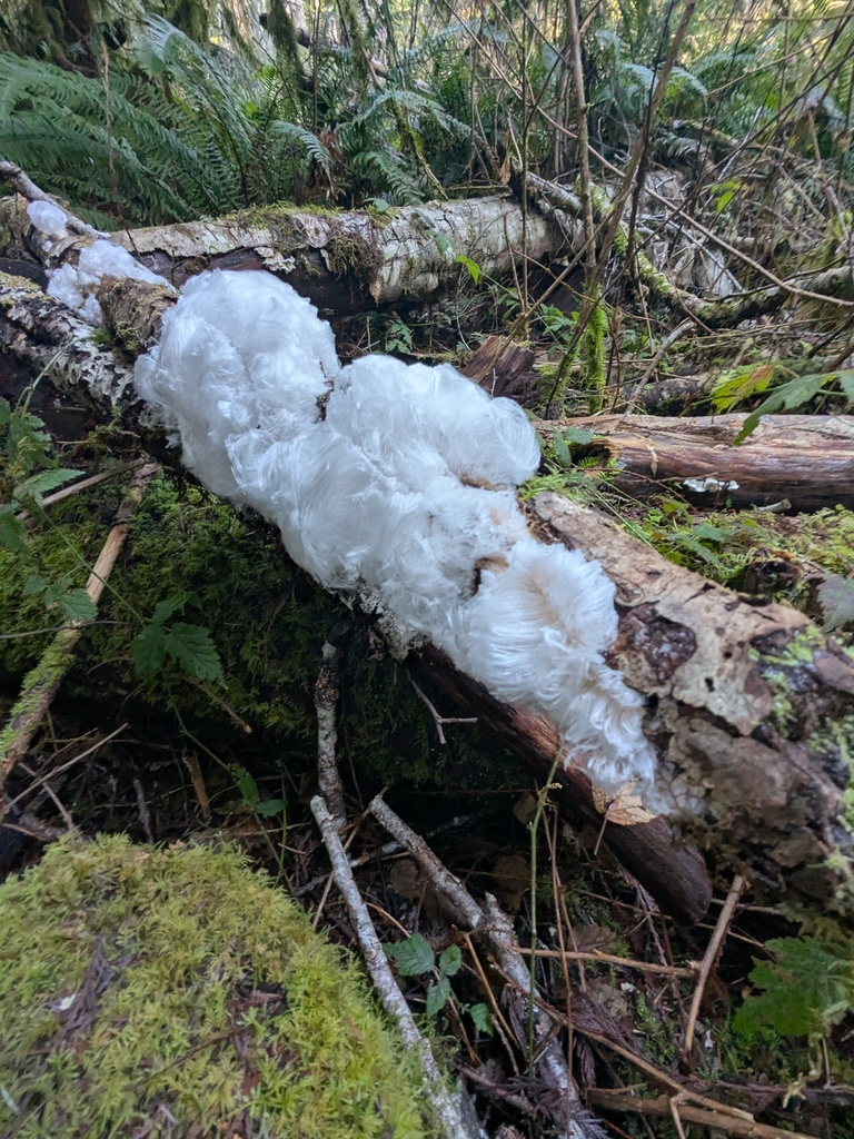 Exidiopsis effusa · January 2026 · photo: © bstaffan (iNaturalist, cc-by)