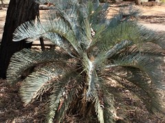 Cycas cairnsiana