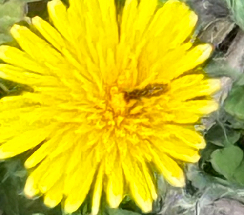 Unknown species found near Herod St, Lewisville, TX, US