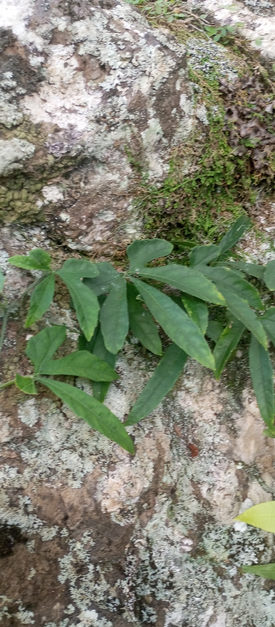 Aristolochia wendeliana