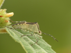 Hypselonotus lineatus