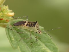 Hypselonotus lineatus