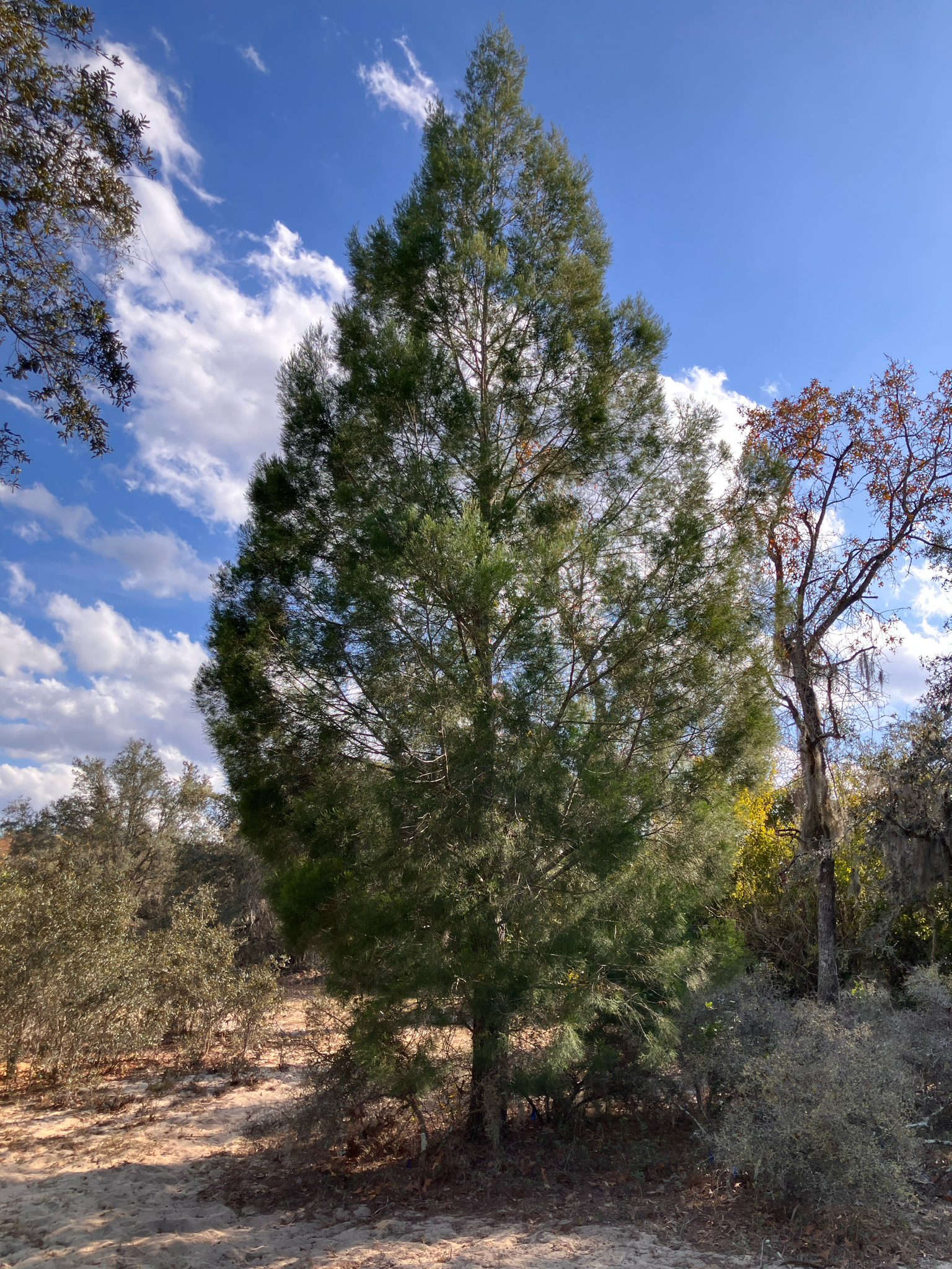 White Cypress Pine (Callitris columellaris)