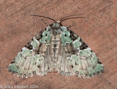 Leuconycta lepidula