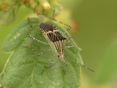 Hypselonotus lineatus