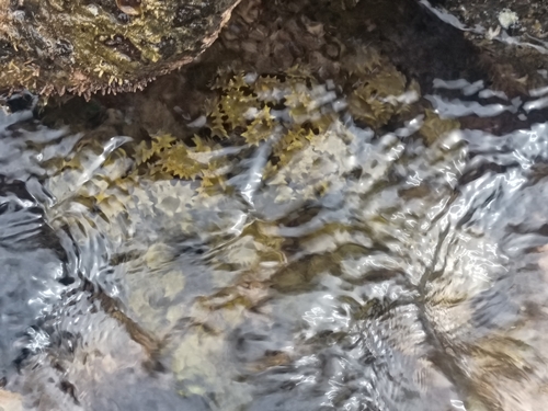 Turbinaria ornata observed 2026-01-22