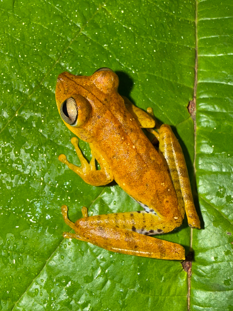 Tetete's Treefrog