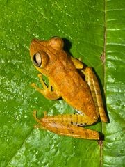 Tetete's Treefrog photo 1