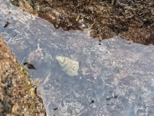 Rhinoclavis sinensis observed 2026-01-22