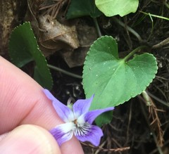Viola edulis