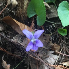 Viola edulis