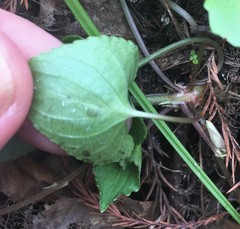 Viola edulis