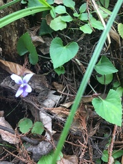 Viola edulis