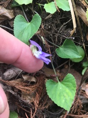 Viola edulis