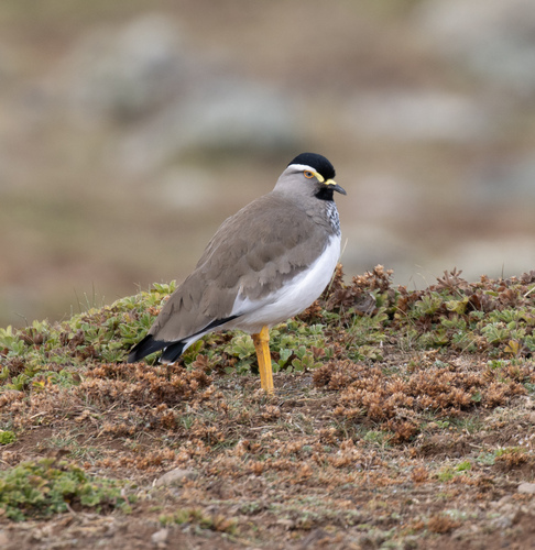 Spot-breasted Lapwing (Vanellus melanocephalus)