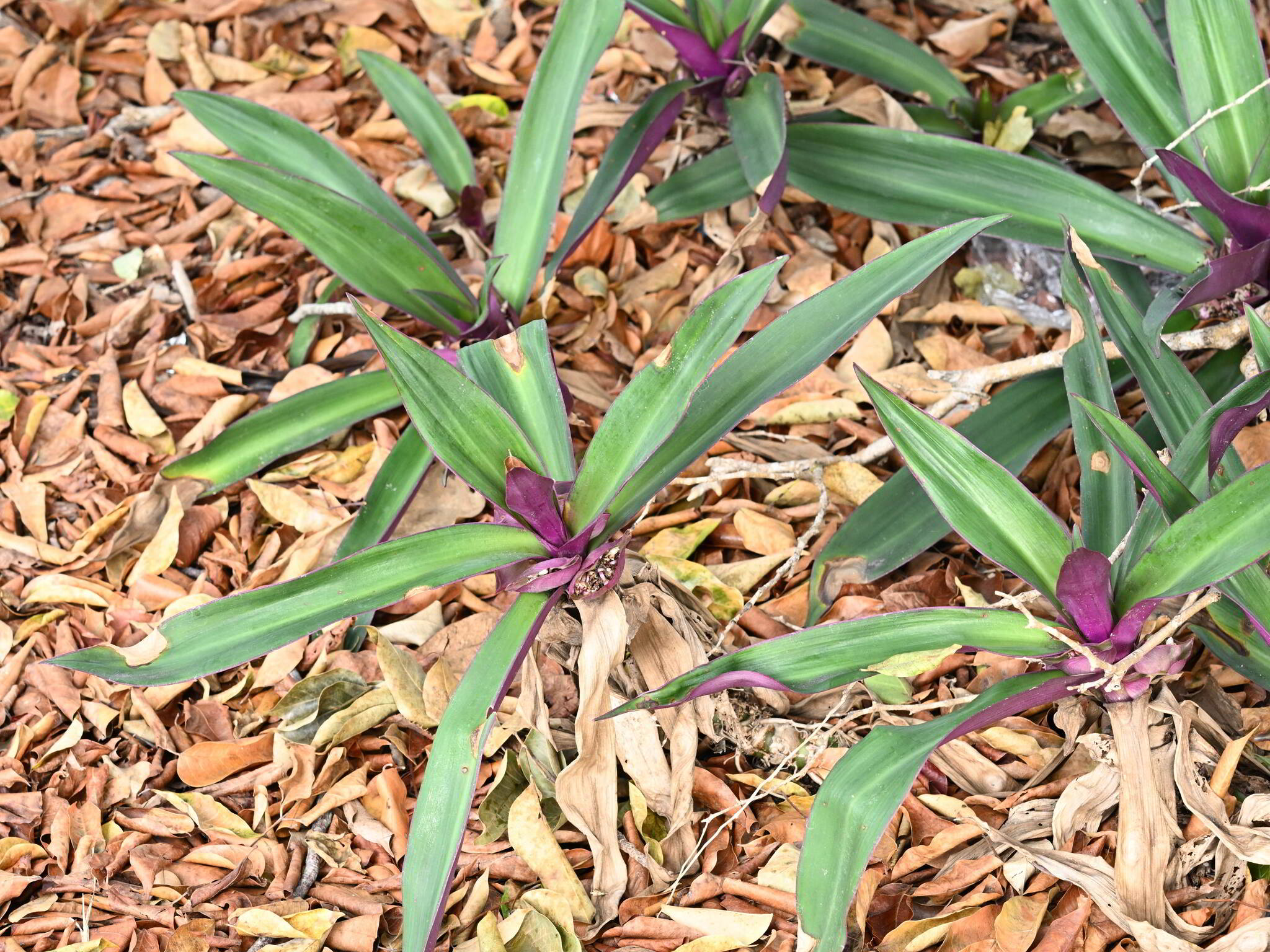 Imagem de Abacaxi-roxo