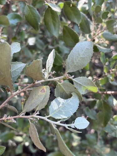 Azara dentata, photograph 3