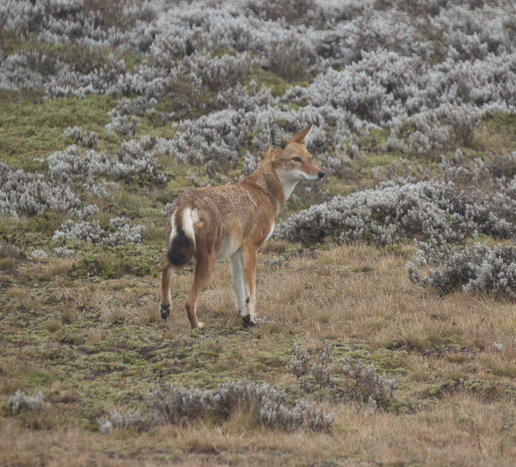 Canis simensis, Bale, Oromia, Ethiopia, by avocat