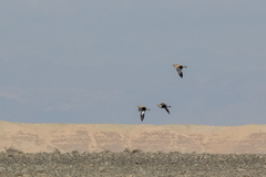 Pterocles orientalis