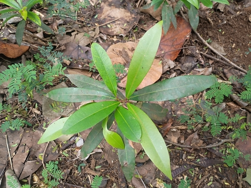 Syzygium jambos observed 2026-01-22