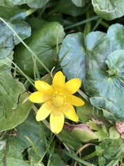 Ficaria verna