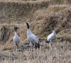 Grus nigricollis