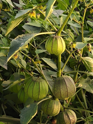 Another photo of Tomatillo