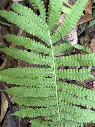 Dryopteris observed 2026-01-22