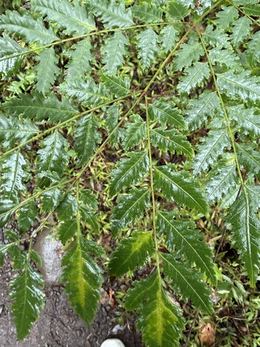 Koelreuteria elegans observed 2026-01-22