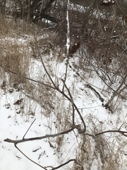 Rhus × borealis