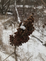 Rhus × borealis