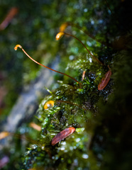 Plagiothecium denticulatum