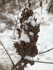 Rhus × borealis
