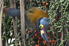 Andigena laminirostris