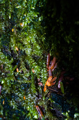 Plagiothecium denticulatum
