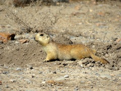 Spermophilus fulvus