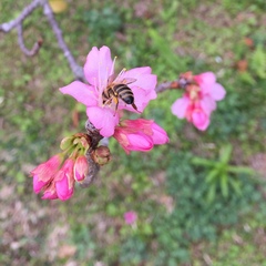 Apis mellifera