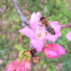 Apis mellifera
