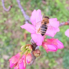Apis mellifera